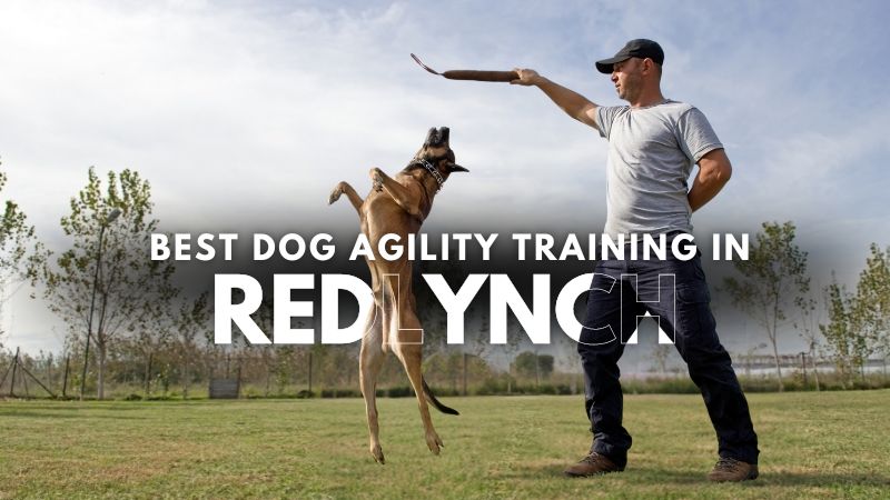 Best Dog Agility Training in Redlynch