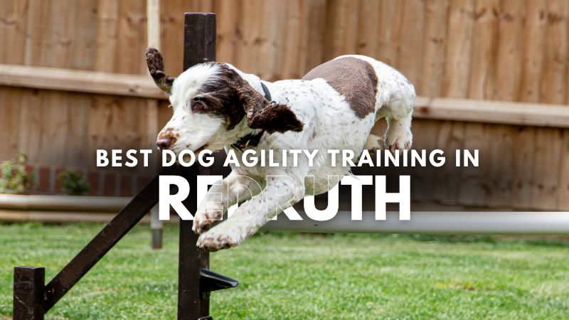 Best Dog Agility Training in Redruth