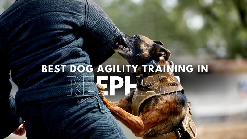 Best Dog Agility Training in Reepham