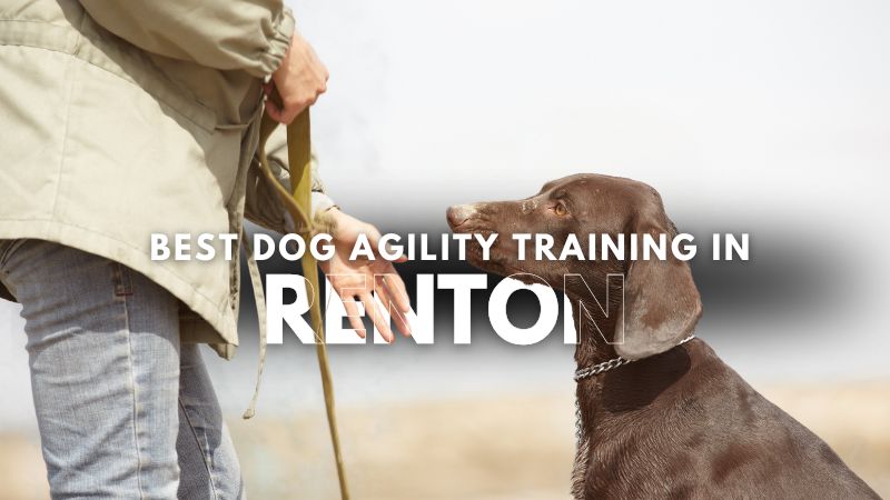 Best Dog Agility Training in Renton