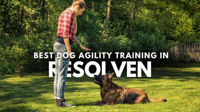 Best Dog Agility Training in Resolven