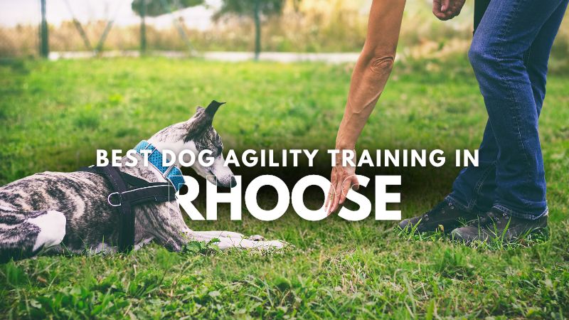 Best Dog Agility Training in Rhoose