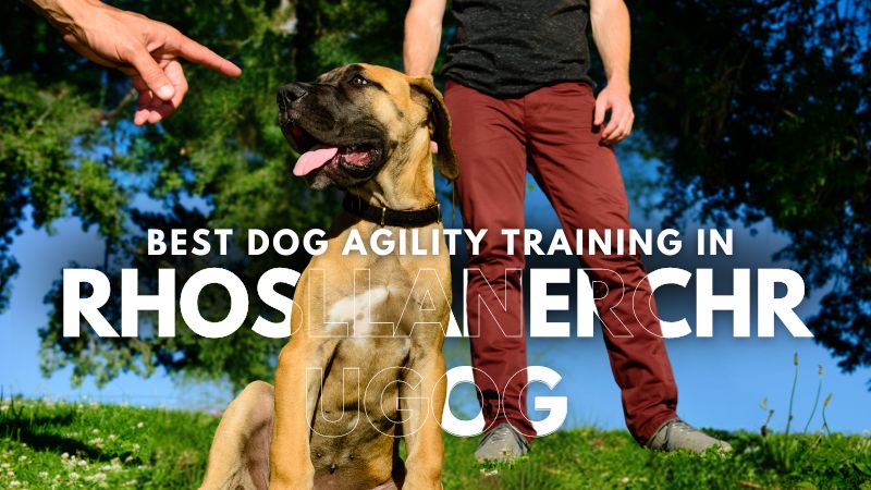 Best Dog Agility Training in Rhosllanerchrugog