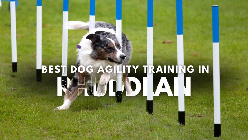 Best Dog Agility Training in Rhuddlan