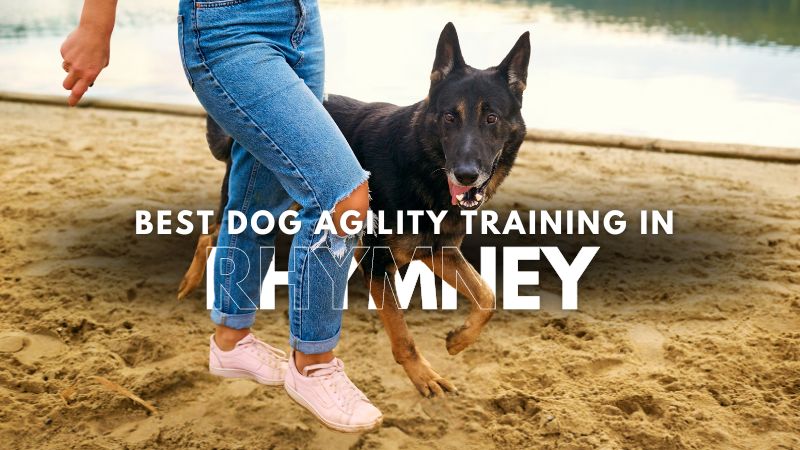 Best Dog Agility Training in Rhymney