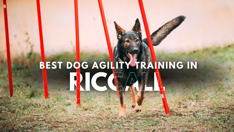 Best Dog Agility Training in Riccall