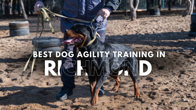 Best Dog Agility Training in Richmond