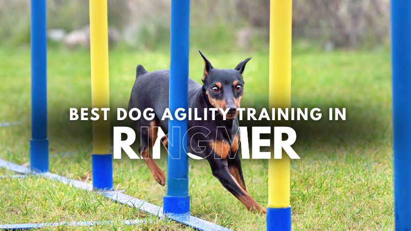 Best Dog Agility Training in Ringmer