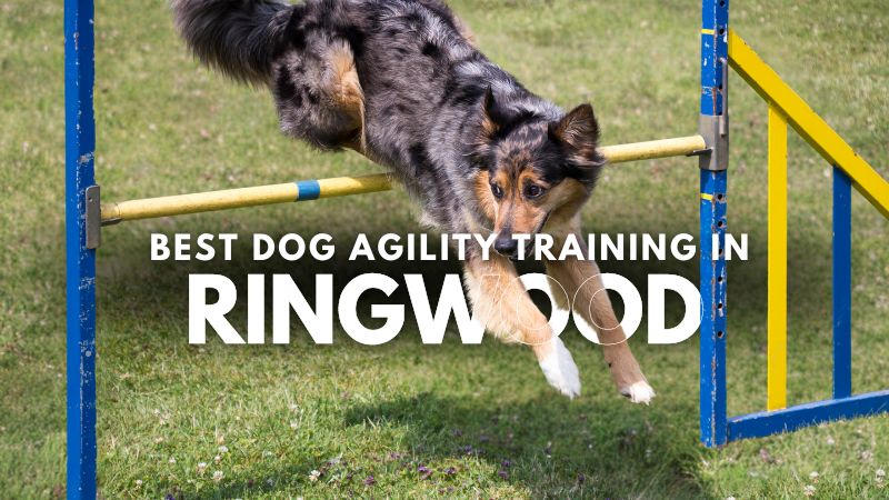 Best Dog Agility Training in Ringwood