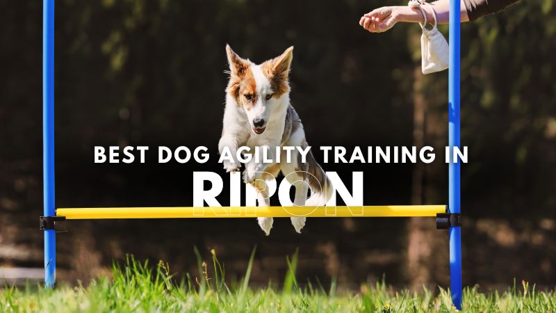 Best Dog Agility Training in Ripon