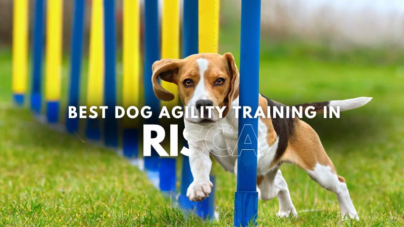 Best Dog Agility Training in Risca