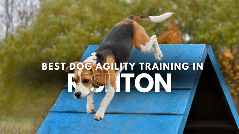 Best Dog Agility Training in Rishton