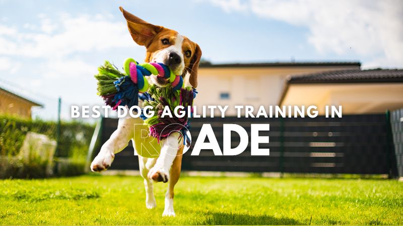 Best Dog Agility Training in Roade