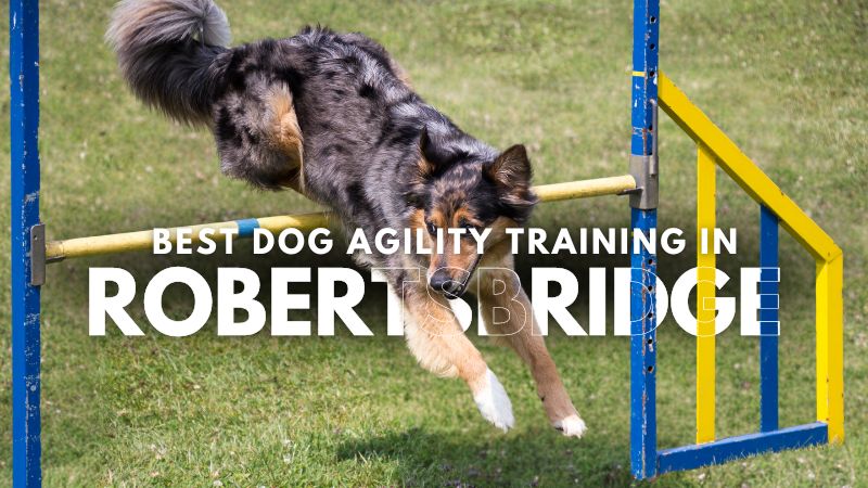 Best Dog Agility Training in Robertsbridge