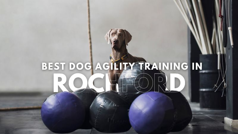 Best Dog Agility Training in Rochford