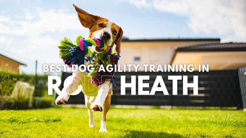 Best Dog Agility Training in Rode Heath