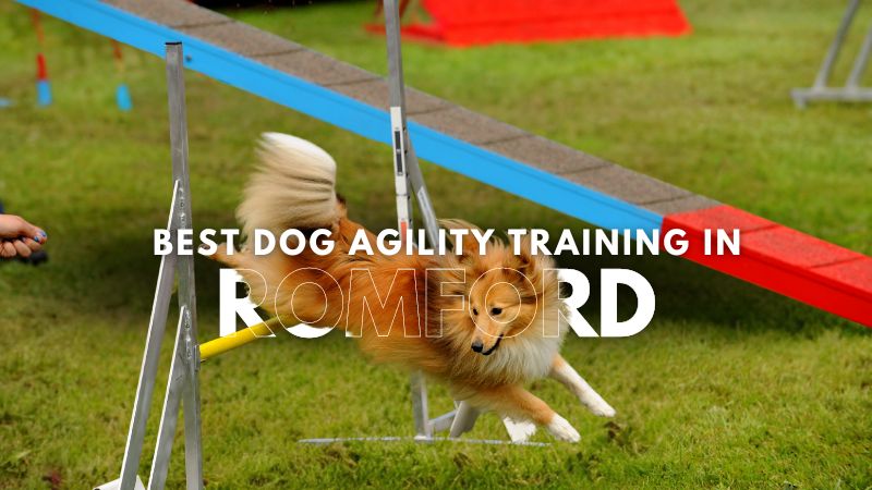 Best Dog Agility Training in Romford