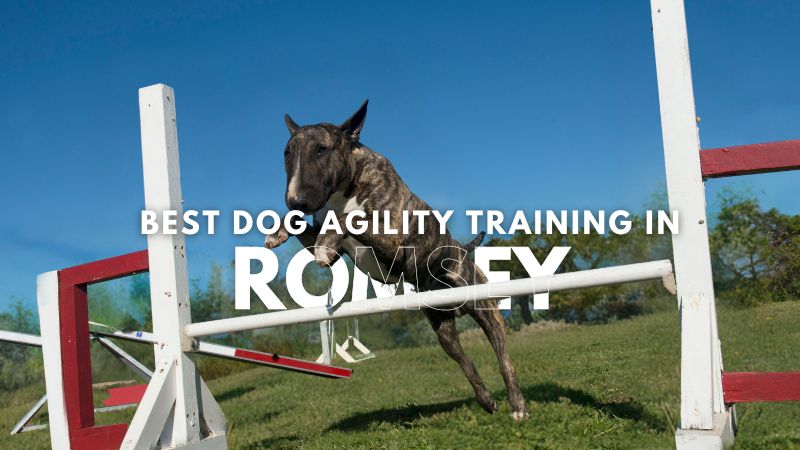 Best Dog Agility Training in Romsey