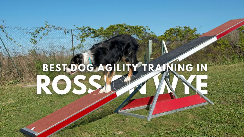 Best Dog Agility Training in Ross On Wye