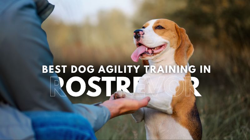 Best Dog Agility Training in Rostrevor