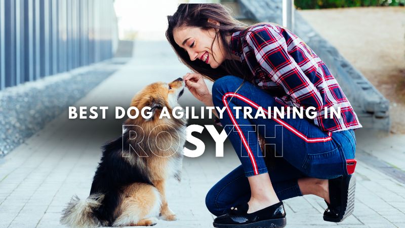 Best Dog Agility Training in Rosyth