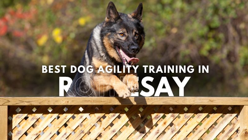 Best Dog Agility Training in Rothesay