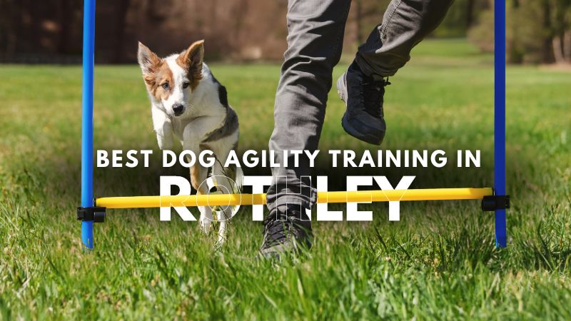 Best Dog Agility Training in Rothley