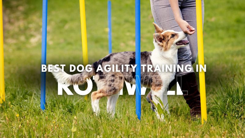 Best Dog Agility Training in Rothwell