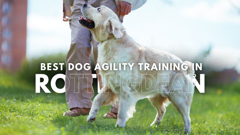 Best Dog Agility Training in Rottingdean