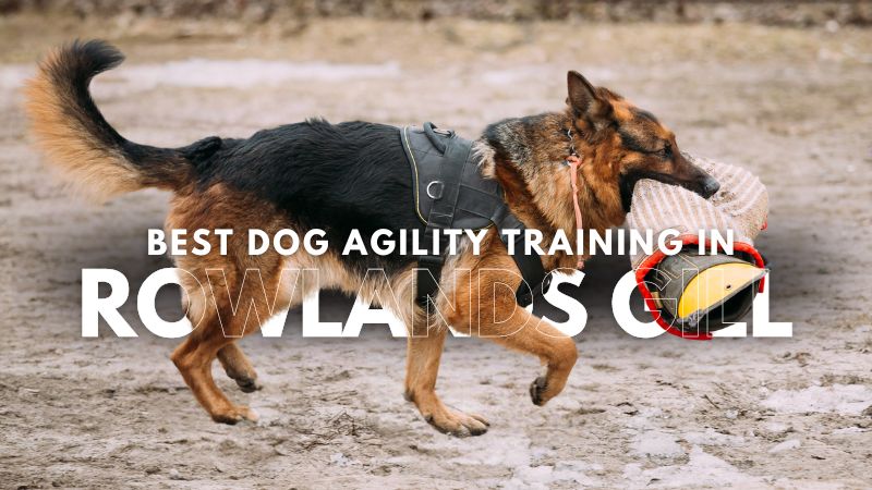 Best Dog Agility Training in Rowlands Gill