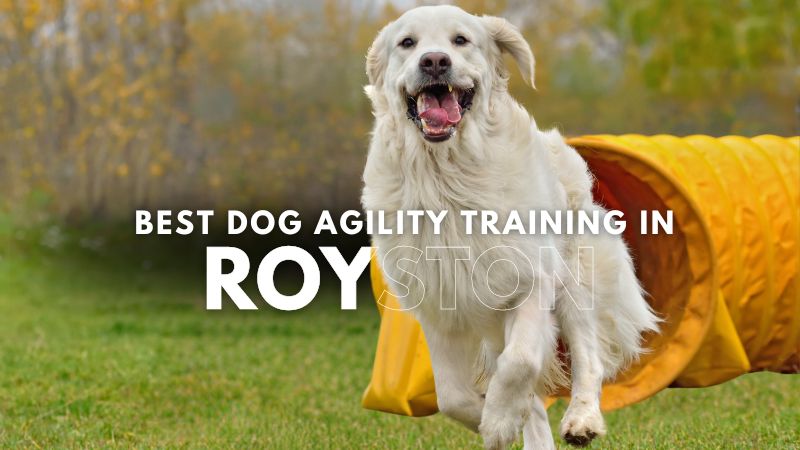 Best Dog Agility Training in Royston