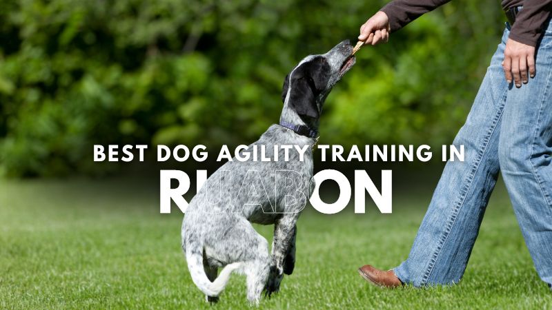 Best Dog Agility Training in Ruabon