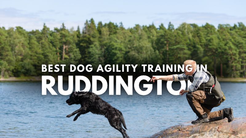 Best Dog Agility Training in Ruddington