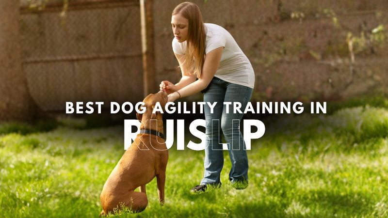 Best Dog Agility Training in Ruislip