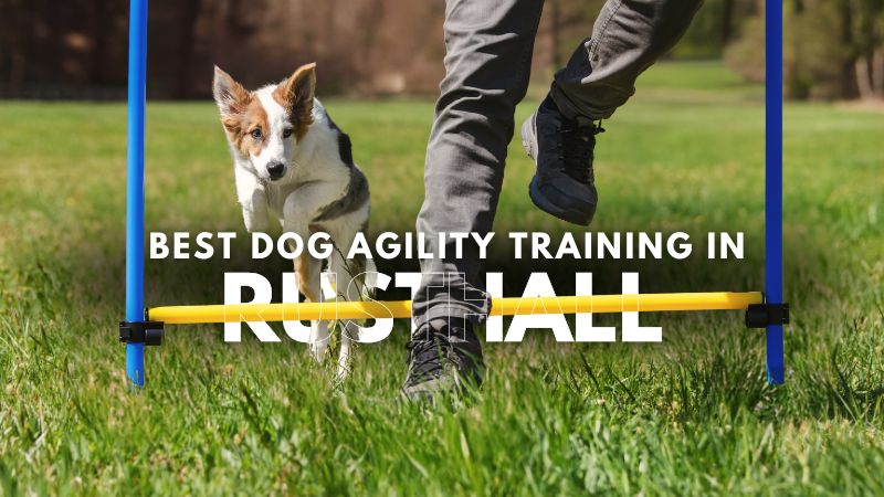 Best Dog Agility Training in Rusthall