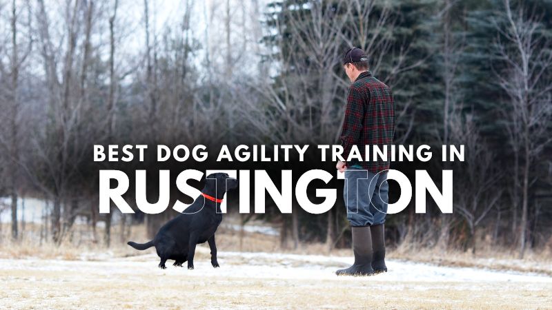 Best Dog Agility Training in Rustington