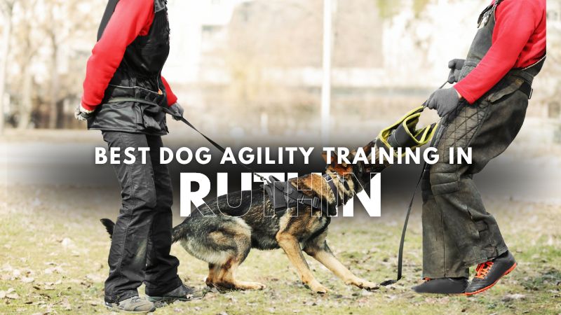 Best Dog Agility Training in Ruthin