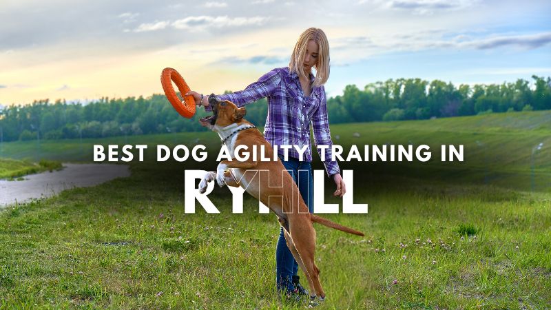 Best Dog Agility Training in Ryhill