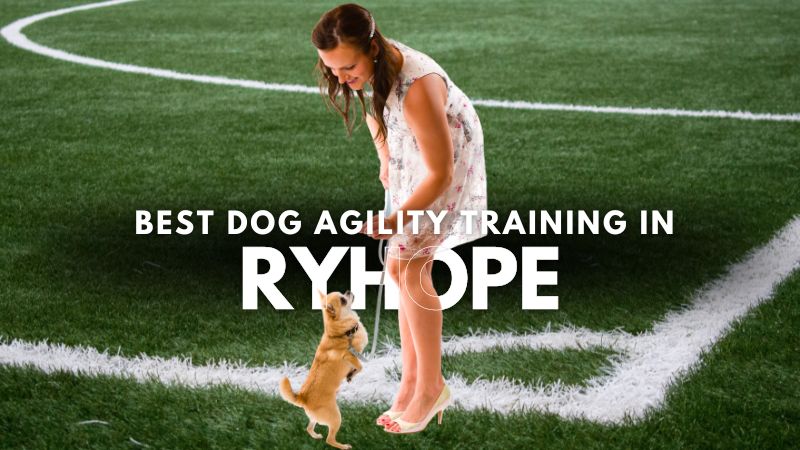 Best Dog Agility Training in Ryhope