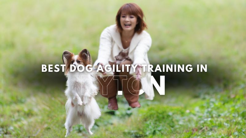 Best Dog Agility Training in Ryton