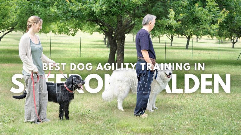 Best Dog Agility Training in Saffron Walden