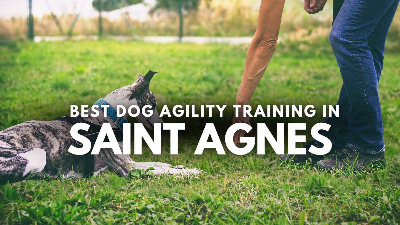 Best Dog Agility Training in Saint Agnes