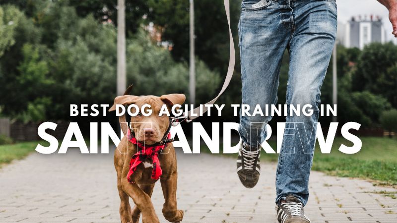 Best Dog Agility Training in Saint Andrews