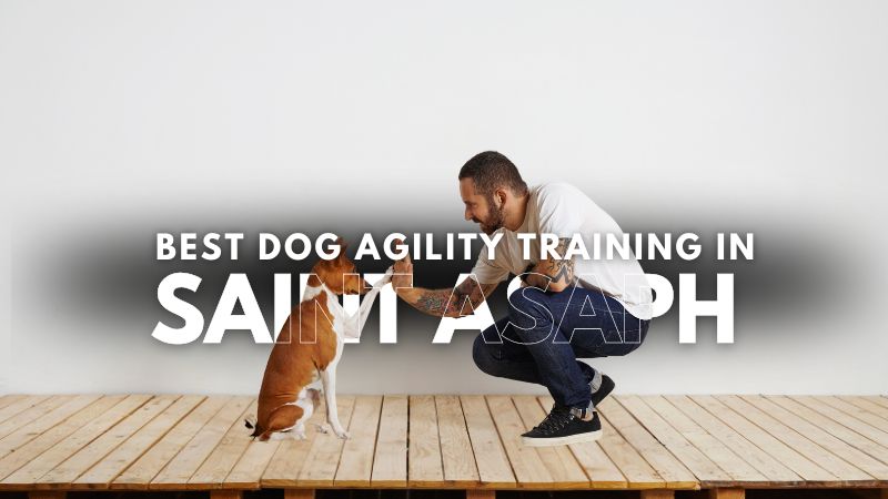 Best Dog Agility Training in Saint Asaph