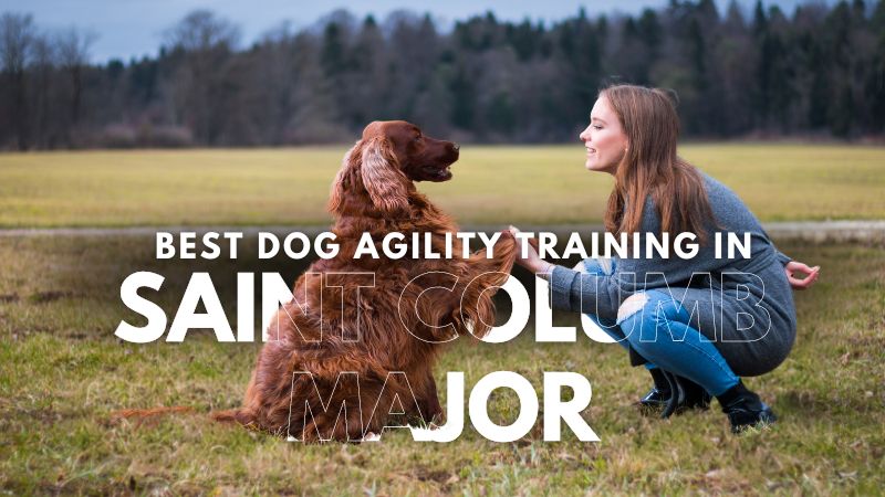 Best Dog Agility Training in Saint Columb Major