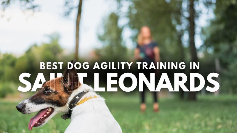 Best Dog Agility Training in Saint Leonards