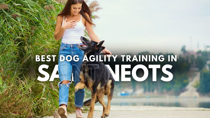 Best Dog Agility Training in Saint Neots