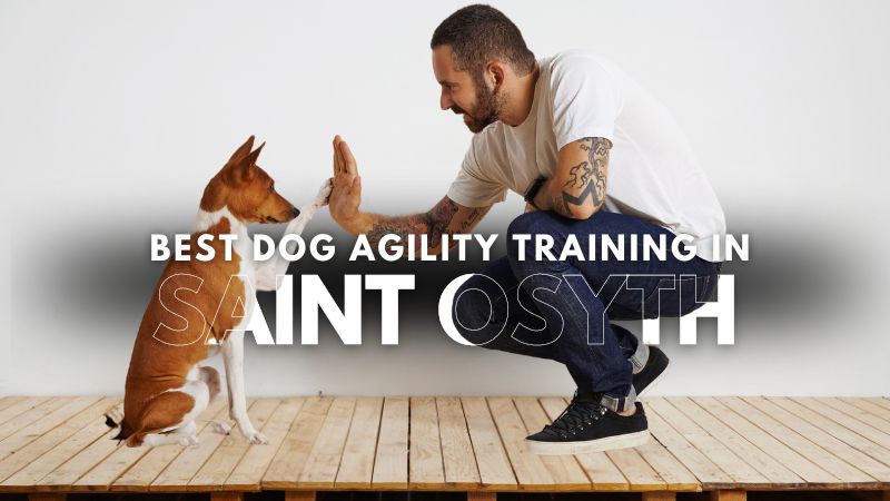 Best Dog Agility Training in Saint Osyth