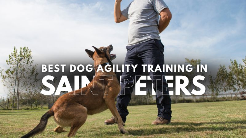 Best Dog Agility Training in Saint Peters