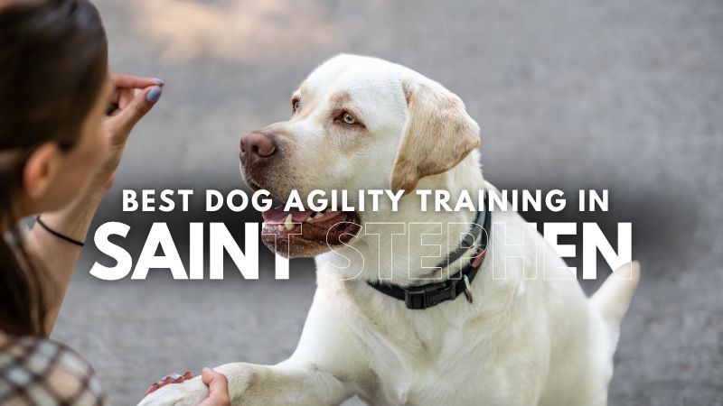 Best Dog Agility Training in Saint Stephen